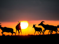 Topi's in het laatste avondlicht. © Billy Herman