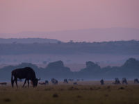 De geluiden vroeg in de ochtend op de savanne zijn onbeschrijfelijk. © Billy Herman