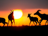 Zonsondergang op de savanne. © Billy Herman