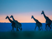 Giraffen zijn de meest bizarre verschijningen van de savanne. © Billy Herman