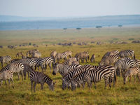 Overal zie je troepen zebra's en gnoes grazen. Zo ver je kan kijken. © Billy Herman