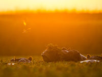 Nijlpaarden bij zonsopkomst fotograferen is geen sinecure. © Billy Herman