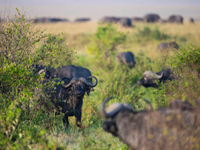 Buffels zijn heuse mastodonten. Soms vind je groepen van enkele honderden exemplaren. © Billy Herman