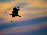 Een secretarisvogel vliegt voorbij bij het laatste licht. © Billy Herman