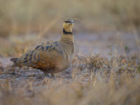 Een yellow-throated sandgrouse is een van de typerende vogels van de steppes. © Billy Herman