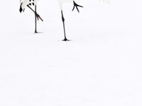 Red-crowned cranes in de sneeuw. © Yves Adams