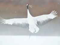 Een red-crowned crane zet de landing in. © Yves Adams