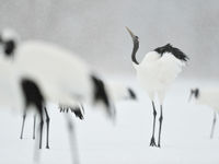 De red-crowned cranes doorstaan de bijtende kou tijdens de winter van Hokkaido. © Yves Adams