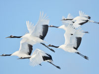 Red-crowned cranes in vlucht. © Yves Adams