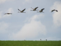 Kraanvogels boven het weiland. © Billy Herman