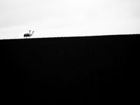 Zwart-witbeeld van een koppel kraanvogels. © Billy Herman
