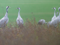 Kraanvogels op een mistige ochtend. © Billy Herman