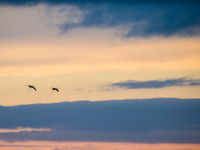 Twee kraanvogels tijdens de ondergaande zon. © Billy Herman