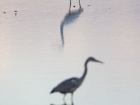 Een grote zilverreiger broederlijk naast een blauwe reiger. © Billy Herman