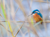 Een ijsvogeltje op zoek naar vis. © Billy Herman