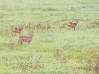 Drie reeën in het bedauwde veld. © Billy Herman