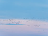 Kraanvogels op weg naar de slaapplek. © Billy Herman