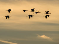 Enkele kraanvogels met tegenlicht. © Billy Herman