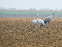 Een koppel kraanvogels met jong op een vers geploegde akker. © Billy Herman