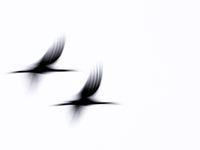 Kraanvogels abstract. © Billy Herman