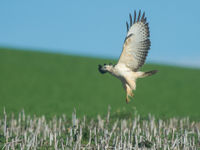 Een juveniele buizerd op één van de stoppelvelden. © Billy Herman