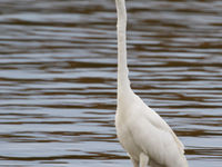 Een grote zilverreiger waadt doorheen het water. © Noé Terorde