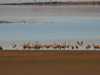 Een groep kraanvogels verpoost langs het meer. © Noé Terorde