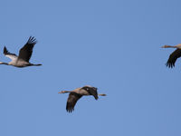 Een kraanvogel met twee vliegvlugge jongen komt langs. © Noé Terorde