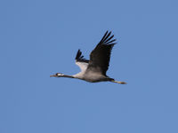 Kraanvogel in vlucht tegen een blauwe hemel. © Noé Terorde