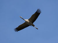 Een kraanvogel tegen een helderblauwe winterlucht. © Noé Terorde