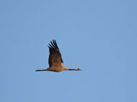 Een kraanvogel in vlucht. © Noé Terorde