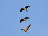 Een vlucht kraanvogels. © Noé Terorde