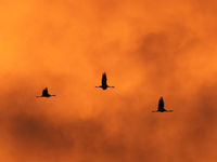 Kraanvogels onder een gouden hemel tijdens het vallen van de avond. © Noé Terorde