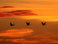 Sfeerbeeld van kraanvogels bij zonsondergang. © Noé Terorde