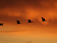 Kraanvogels tegen een oranje lucht. © Noé Terorde
