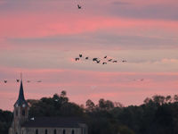 Kraanvogels boven een kerk bij zonsondergang. © Noé Terorde