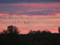 Een groep kraanvogels bij zonsondergang. © Noé Terorde