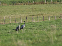 Een koppel kraanvogels in het weiland. © Noé Terorde