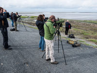 Langs de waddenzee turen we naar duizenden steltlopers. © Billy Herman