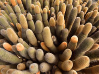 This lava cactus prefers a dry soil. © Yves Adams