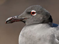 The lava gull, a dark version of the better known laughing gull, and again a unique species of the archipelago! © Yves Adams