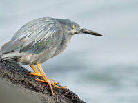 Als een grijze versie van de beter bekende green heron, aangepast voor de donkere ondergrond, kruipt deze lava heron rond op zoek naar prooi. © Yves Adams