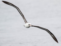 Laysans albatross. © Iwan Lewylle