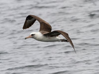 Laysans albatross. © Iwan Lewylle