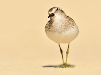 Toch even kijken of er geen gevaar aankomt, denkt deze least sandpiper. © Yves Adams