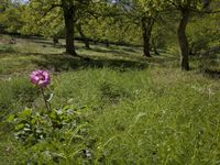 Ambiance typique d'un jardin sauvage particulièrement attractif pour les oiseaux © Patrick Keirsebilck 