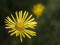 De voorjaarsflora is aanwezig. © Patrick Keirsebilck 