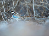 Le Long-tailed Ground Roller, un oiseau particulièrement fascinant. © Billy Herman