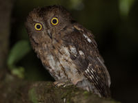 Madagascar Scops-owl, un autre oiseau endémique. © Billy Herman