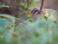 Le Scaly Ground-roller fait partie des targets principales durant tout voyage à Madagascar. © Billy Herman